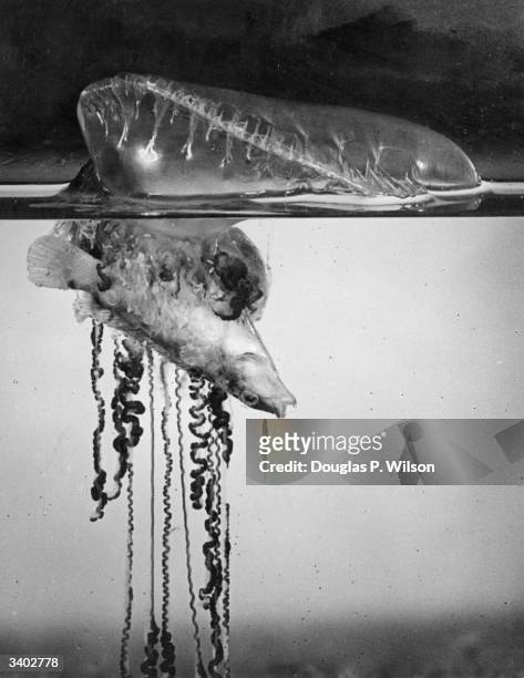 Portuguese Man-of-War , holding a dead fish in its tentacles below the surface of the water.