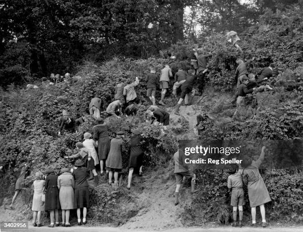 Schoolchildren helping to pick the wartime crop of blackberries in a harvest field at Frensham, Surrey.