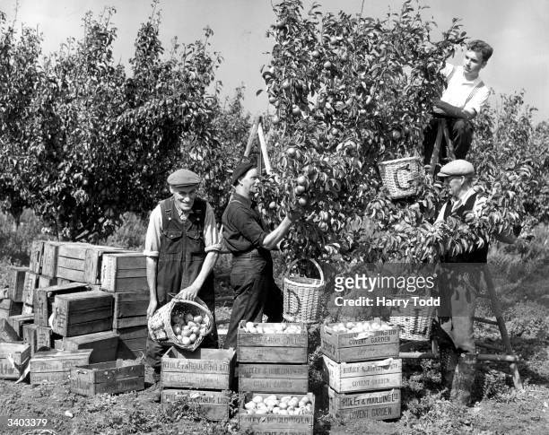 Men picking 'fertility' pears from well-laden trees on Bax Farm, Tonge, Kent.