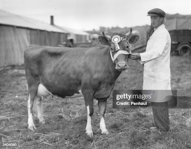 Mr J W Eddy with his three year old Guernsey cow which won the English Guernsey Society Special Prize at the Royal Cornwall Show.