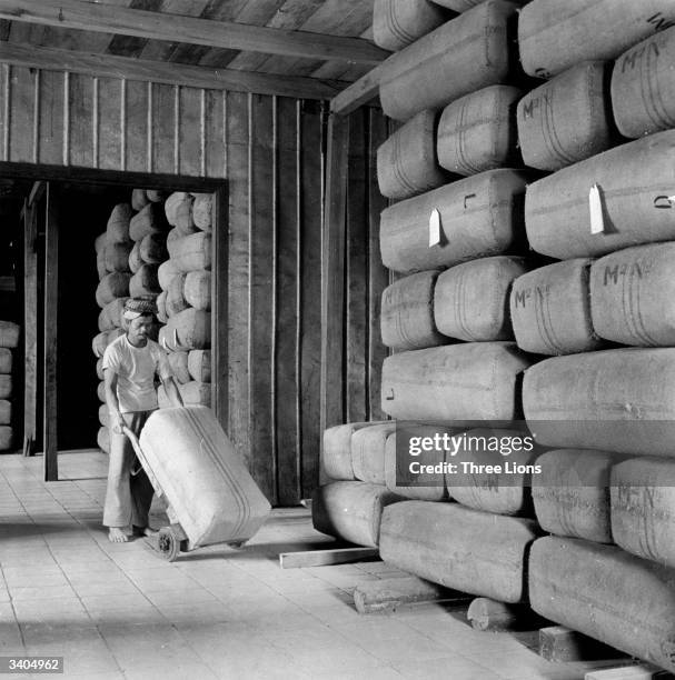 The dried bark of the chinchona tree packed and ready to go to the extraction plant, where quinine will be extracted, in Java, Indonesia.