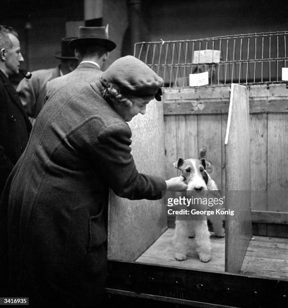 Wire-haired fox terrier being admired by a woman, at Weycroft Kennels, Little Aston, Staffordshire. Original Publication: Picture Post - 4542 - The...