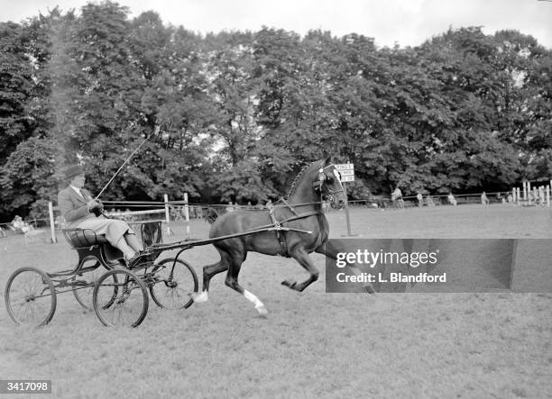 Oakwell Sir James, winner of the Hackney Harness Class at the National Pony Society's annual show at Kempton Park racecourse.