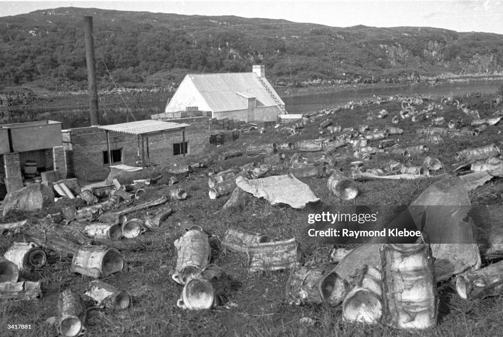 Shark's Cemetery