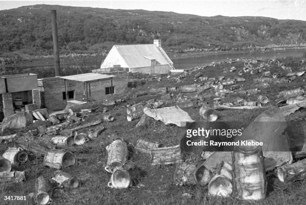Bones of slaughtered basking sharks at the shark 'factory' on Soay in the Western Hebrides, Scotland. Ex-Scots Guard Major Gavin Maxwell purchased...