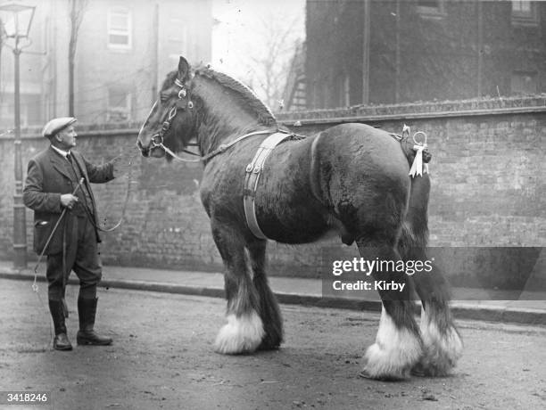 Shire Horse groomed for a show at the Royal Agricultural Hall, Islington.