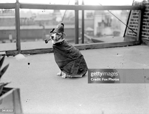 Dog dressed up as a policeman and with a pipe in its mouth.