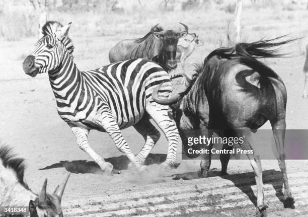Wildebeest and a zebra in Kruger National Park, South Africa.