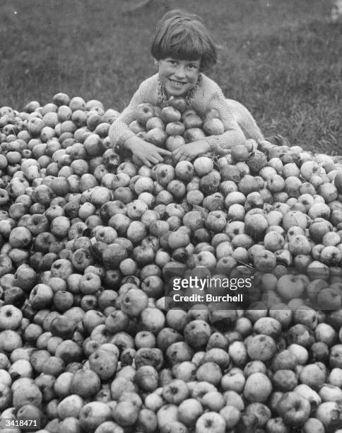 Happy girl amongst the new crop of cider apples in a Somerset orchard near Taunton.