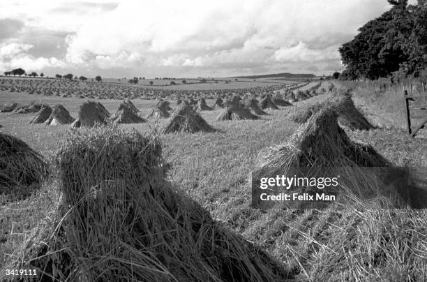 Stook Definition Stooks Photos and Premium High Res Pictures - Getty Images