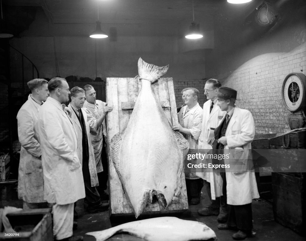 Look At That Halibut