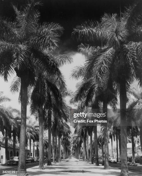 Palm-lined street at West Palm Beach, Florida, USA.