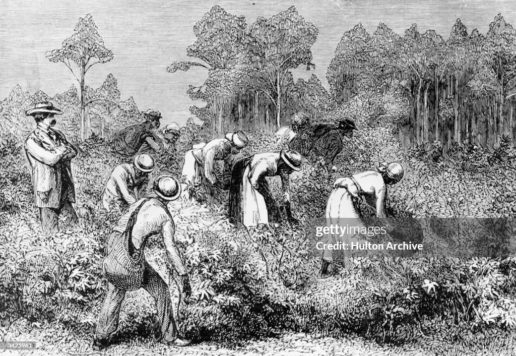 Cotton Picking