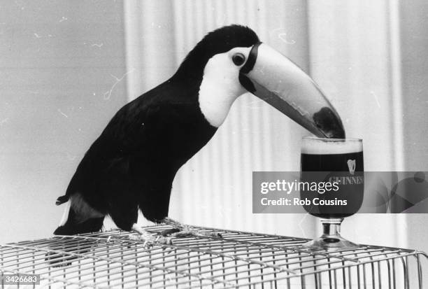 'Tookie' the toucan bird drinks from a glass of Guinness as part of an advertising campaign for the company.
