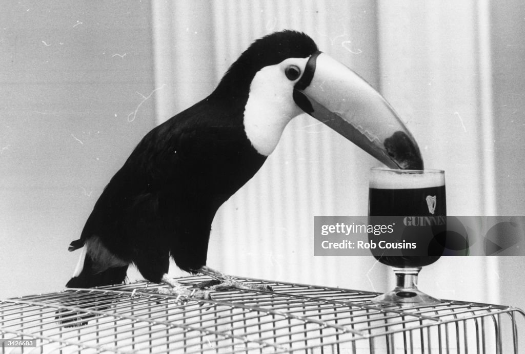 Guinness Toucan