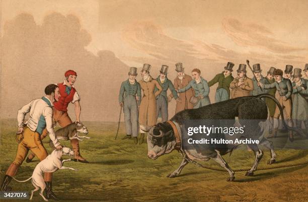 An eager crowd awaits the start of a bull baiting match. An engraving by I Clark after Henry Alken