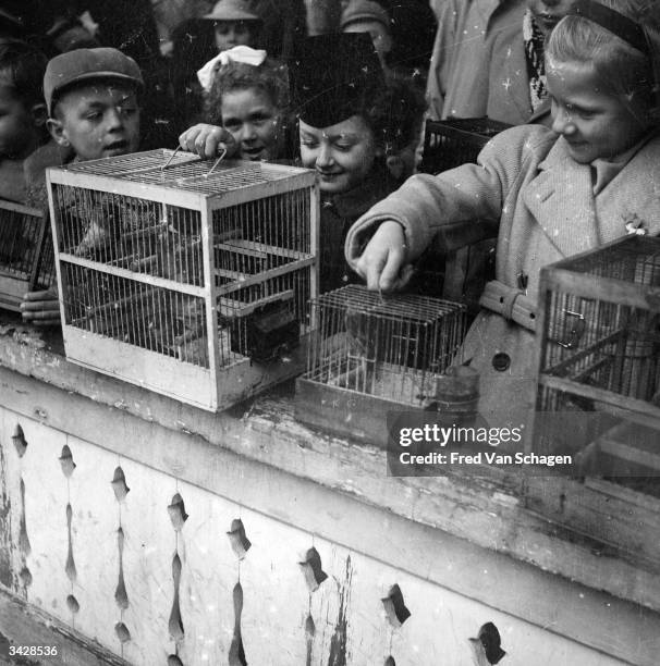 The Belgian Society for the Prevention of Cruelty to Animals recommend that citizens of Antwerp buy caged birds from dealers and release them in the...