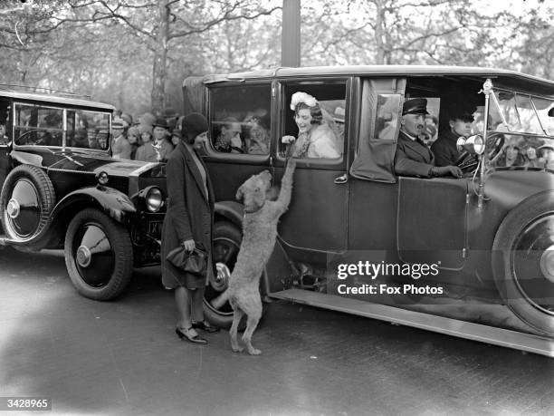 Miss Valentine Richmond is amused by a dog greeting her through the window of her car on the way to Court.