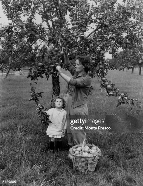 Little Janice MacTaggart watches her mother picking apples on Captain John Day's farm at Marden in Kent, where the trees have defied the bad weather...