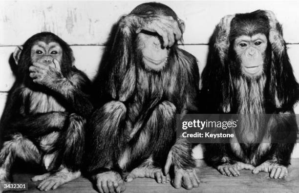 Chimpanzees at Hagenbeck Zoo in Germany imitate the sculpture of the three wise monkeys, Speak No Evil, See No Evil, Hear No Evil.