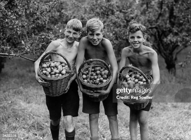 Three schoolboys carrying baskets of apples after picking fruit during a stay at the Bishop of Rochesters Harvesting Camp at Cranbrook in Kent.