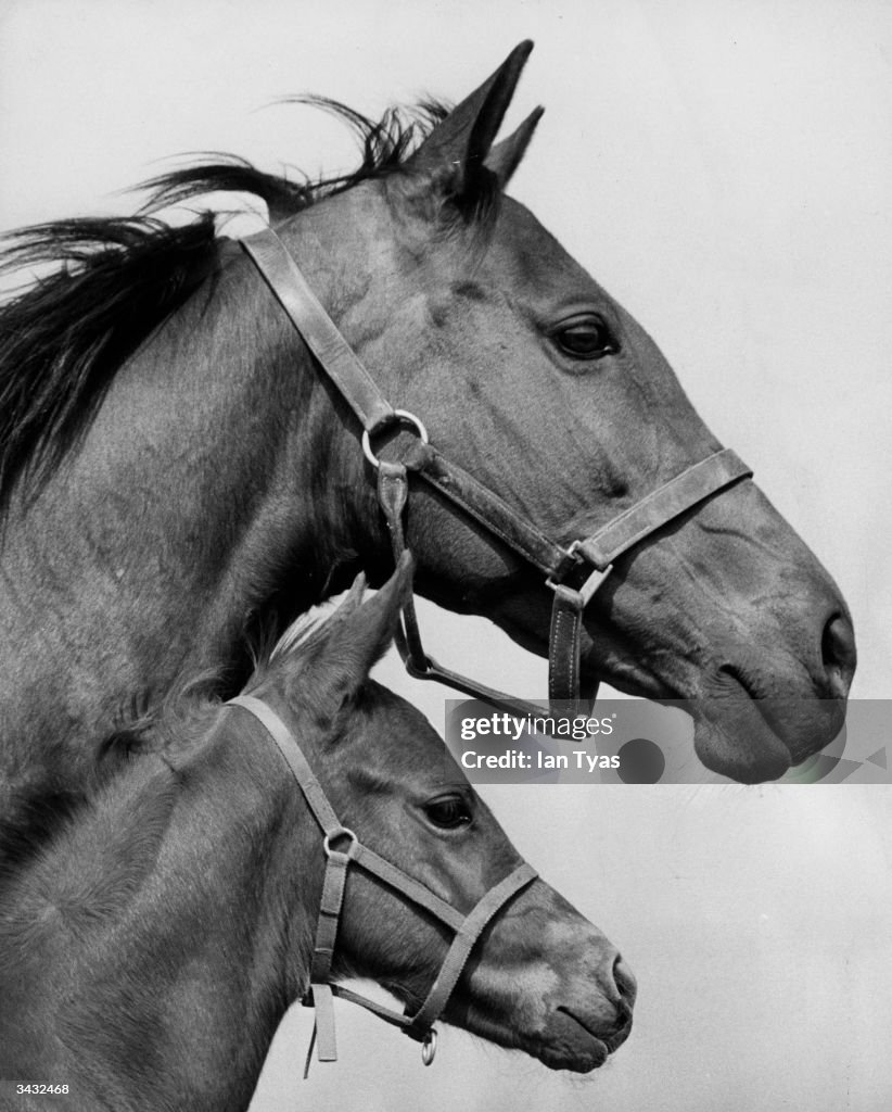 Asturia And Filly