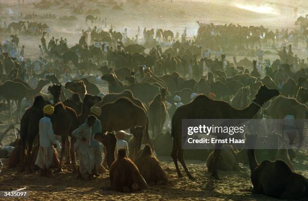 Camel fair in Pushkar, Rajasthan, Pakistan