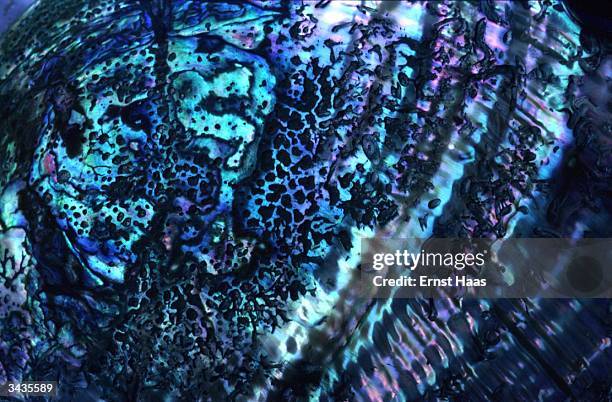 Shell Purple Texture Purple Shell Photos and Premium High Res Pictures - Getty Images