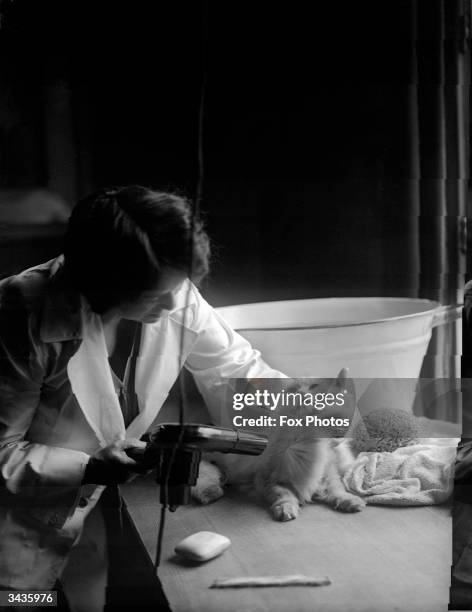 Mrs Yeates of 15 Pembroke Gardens, West London dries one of her Persian cats using a hairdryer.