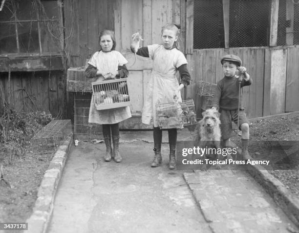 272 Rat Catchers Stock Photos, High-Res Pictures, and Images - Getty Images