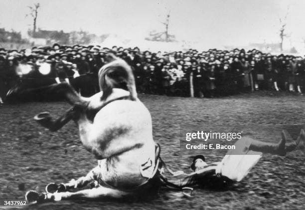 Phillips and his mount 'Grey Count' falling at the last jump in the Leicester hunt steeplechase at Melton Mowbray.