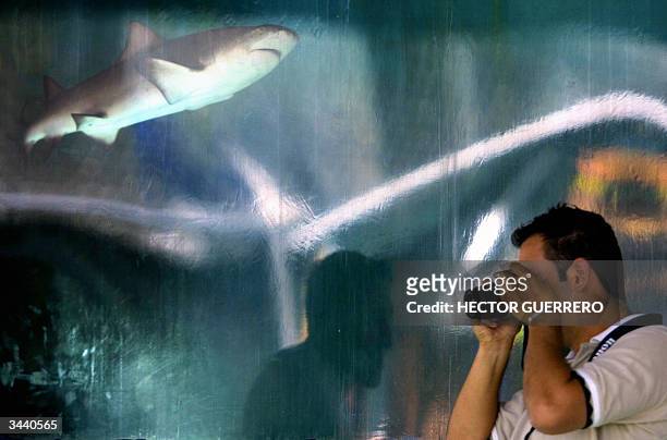 Una persona toma fotografias junto a un estanque que contiene dos tiburones llamados "tiburon limon" que fueron traidos del sur de Florida, Estados...