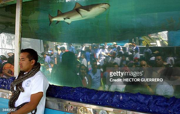 El cuidador de los tiburones llamados "tiburon Limon", traidos del sur de Florida, Estados Unidos, sostiene una serpiente en su cuello para alimentar...