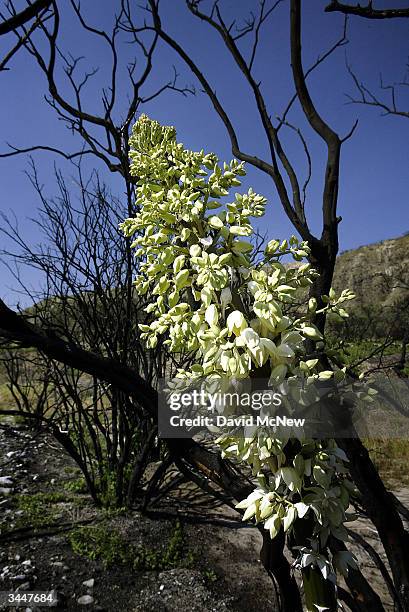 Yucca blooms among charred branches that burned in the Grand Prix Fire, one of many fires that brought record destruction last October, as Spring...