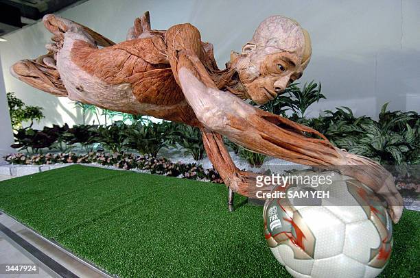 Dissected soccer player is displayed at the National Taiwan Science Education Center in Taipei, 20 April 2004. More than 200 pieces of the human and...
