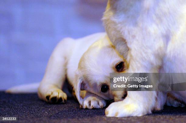 Star of the British television adverts, the Andrex puppy, comes nose-to-nose with his brand new waxwork double at Madame Tussauds on April 21, 2004...