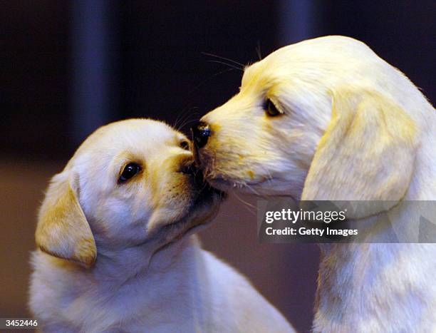 Star of the British television adverts, the Andrex puppy, comes nose-to-nose with his brand new waxwork double at Madame Tussauds on April 21, 2004...