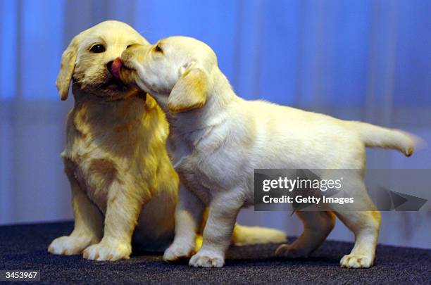 Star of the British television adverts, the Andrex puppy, comes nose-to-nose with his brand new waxwork double at Madame Tussauds on April 21, 2004...