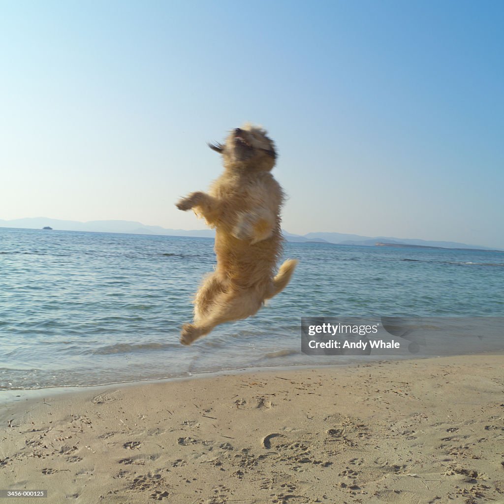 Dog Jumping on Beach