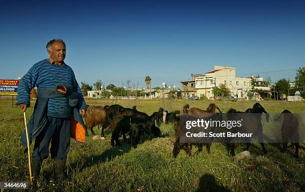 Turkish Cypriot herds his goats on his farm while he awaits the result of the referendum on April 24, 2004 in Famagusta, Cyprus. More than...