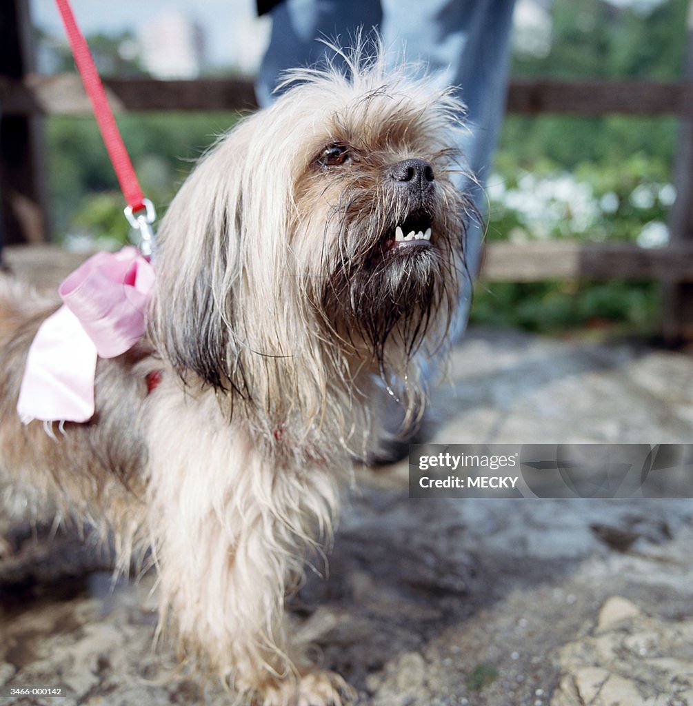 Terrier Dog