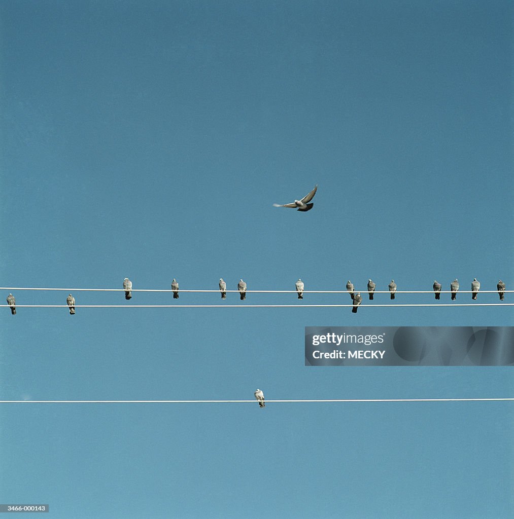 Birds on Telephone Lines
