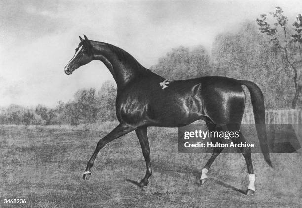 The Darley Arabian, one of three horses from whom all modern thoroughbred racehorses are descended, circa 1720. From the painting by J N Sartorius.