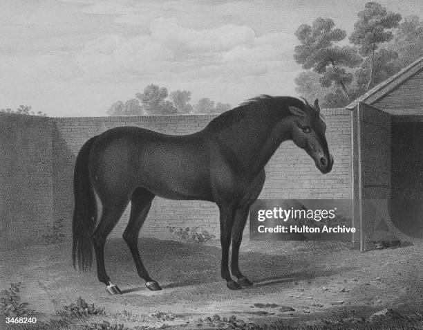 The Godolphin Arabian, property of The Earl of Godolphin, one of three horses from whom all modern thoroughbred racehorses are descended, circa 1740....