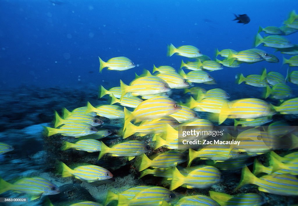 Shoal of Snappers