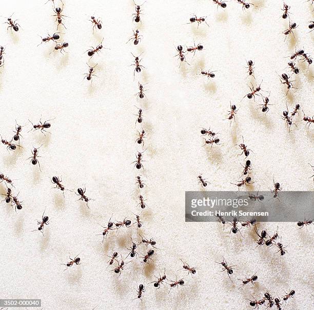 ants - ants stock pictures, royalty-free photos & images