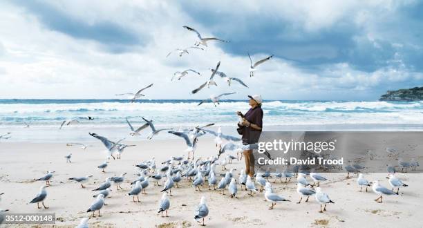 elderly woman feeding gulls - seagull stock pictures, royalty-free photos & images