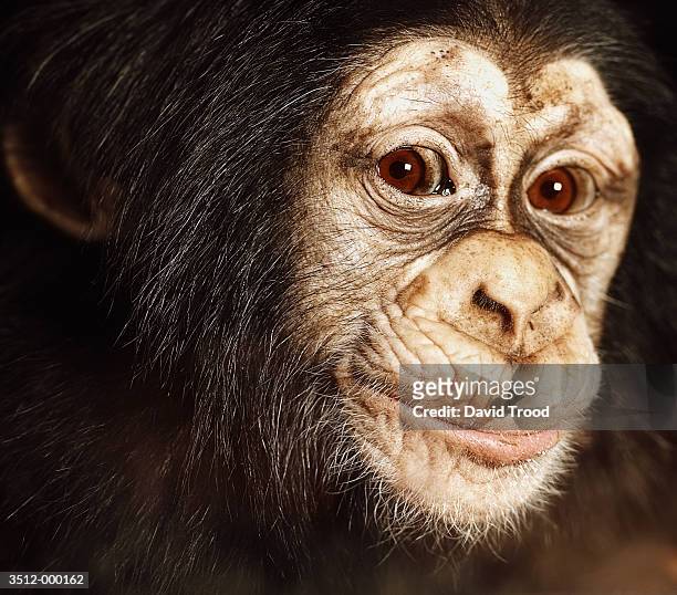 26 Baby Chimpanzee Face Photos and Premium High Res Pictures - Getty Images