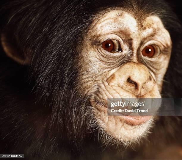 26 Baby Chimpanzee Face Photos and Premium High Res Pictures - Getty Images 26 Baby Chimpanzee Face Photos and Premium High Res Pictures - Getty Images