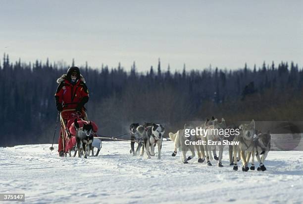 Jeff King mushes his dogs across the snow during the Iditarod Trail Race in Eagle Island, Alaska. Mandatory Credit: Ezra O. Shaw /Allsport